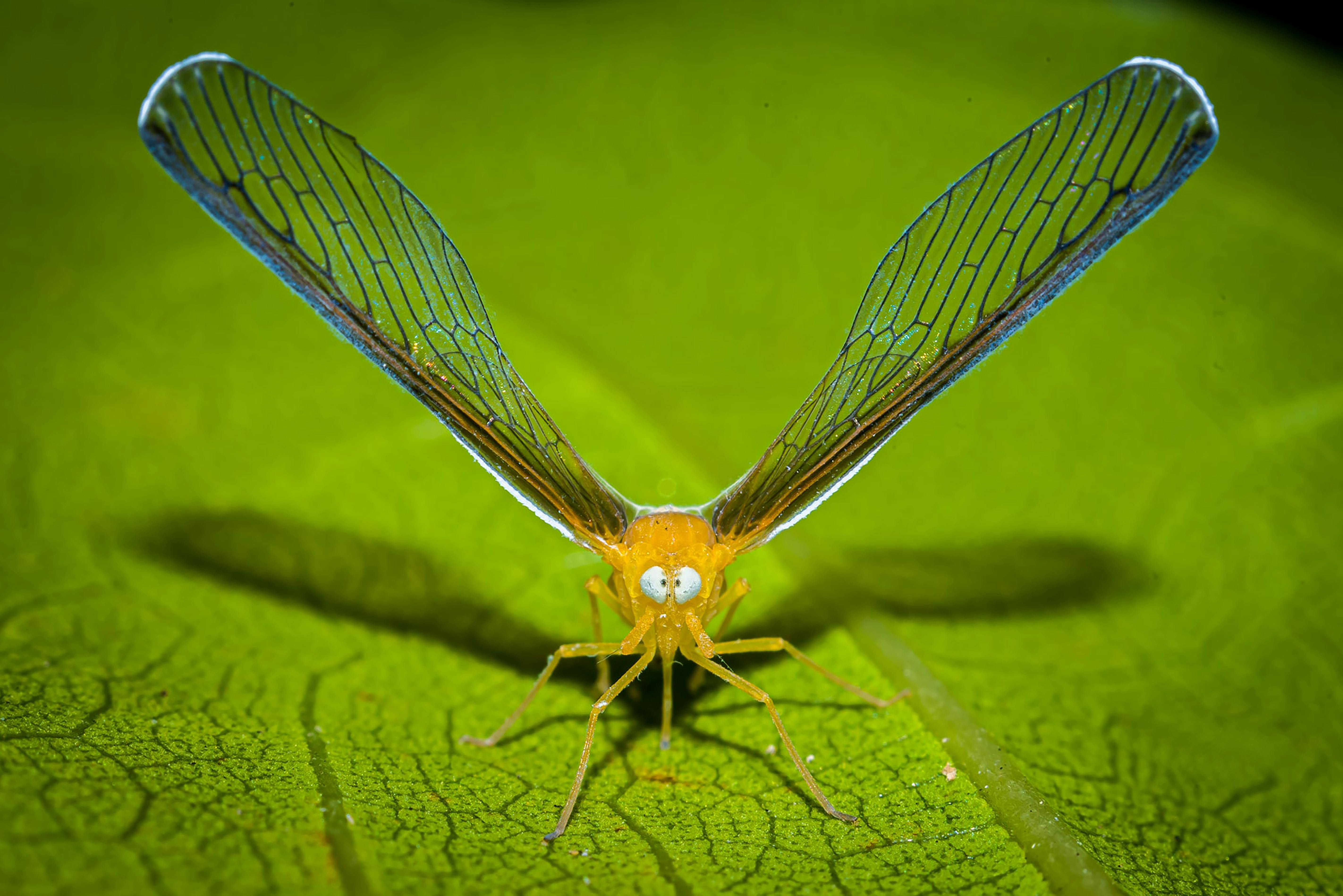 Mayfly Photos, Download The BEST Free Mayfly Stock Photos & HD Images