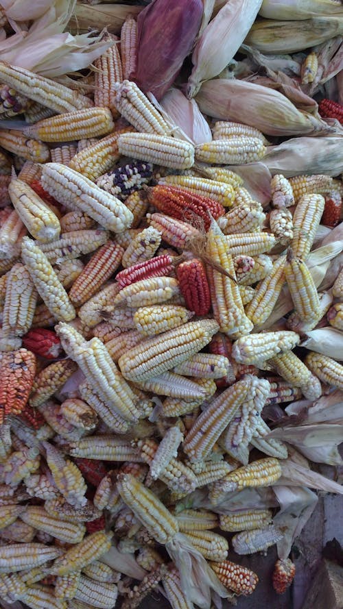 Free stock photo of corn, corn cob, elote Stock Photo