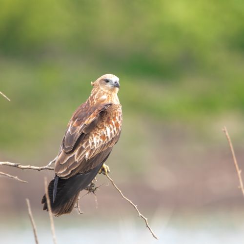 Free Close-up of a falcon perched on a branch with a blurred background in daylight. Stock Photo