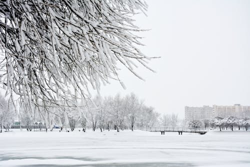 Nagie Drzewa Na Ziemi Pokrytej śniegiem