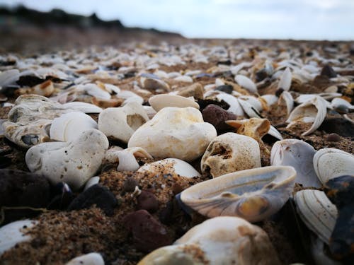 Concha Do Mar E Pedras Brancas Na Praia