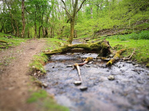 Free stock photo of fallen tree, footpath, stream