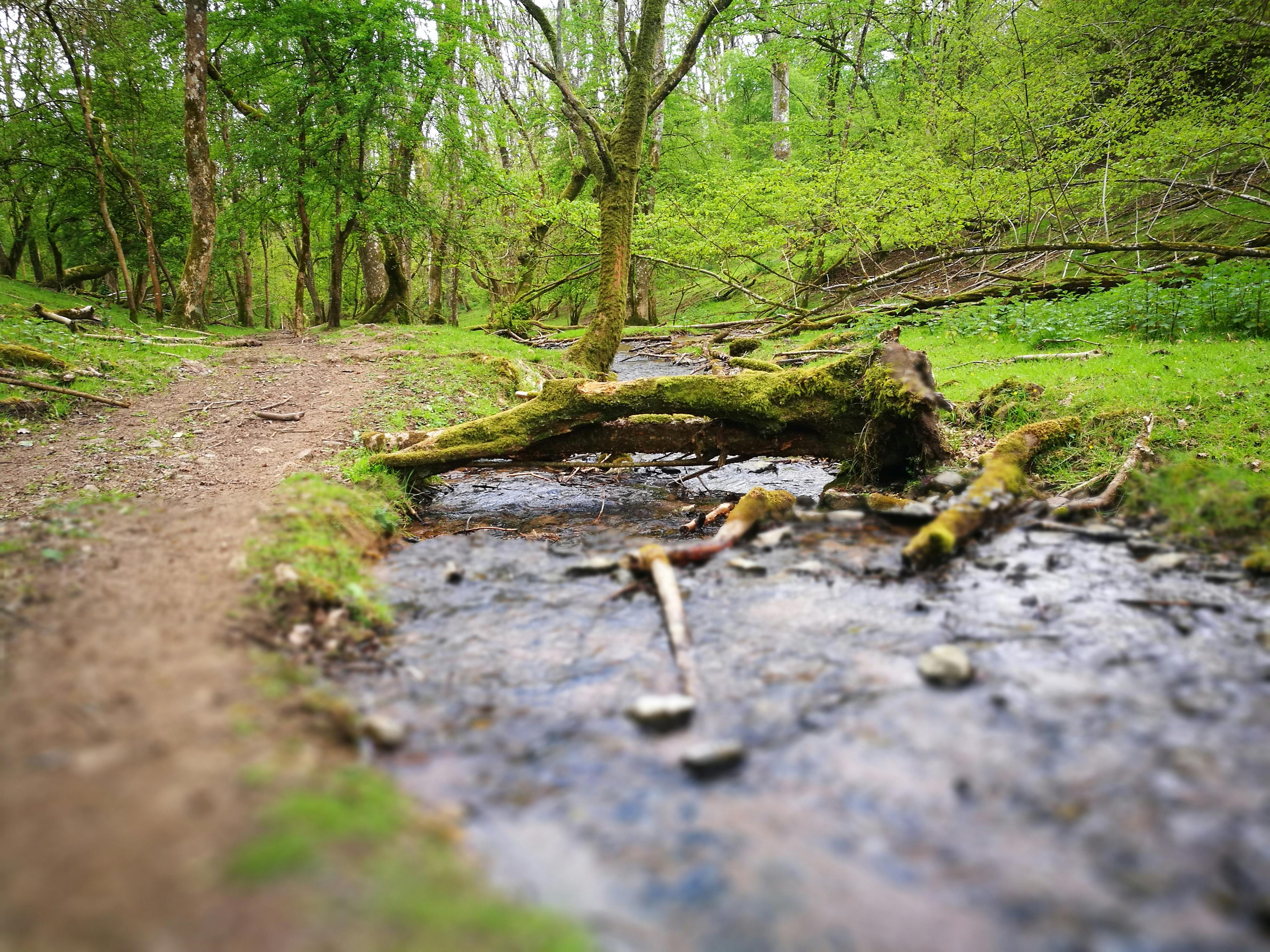 Free stock photo of fallen tree, footpath, stream