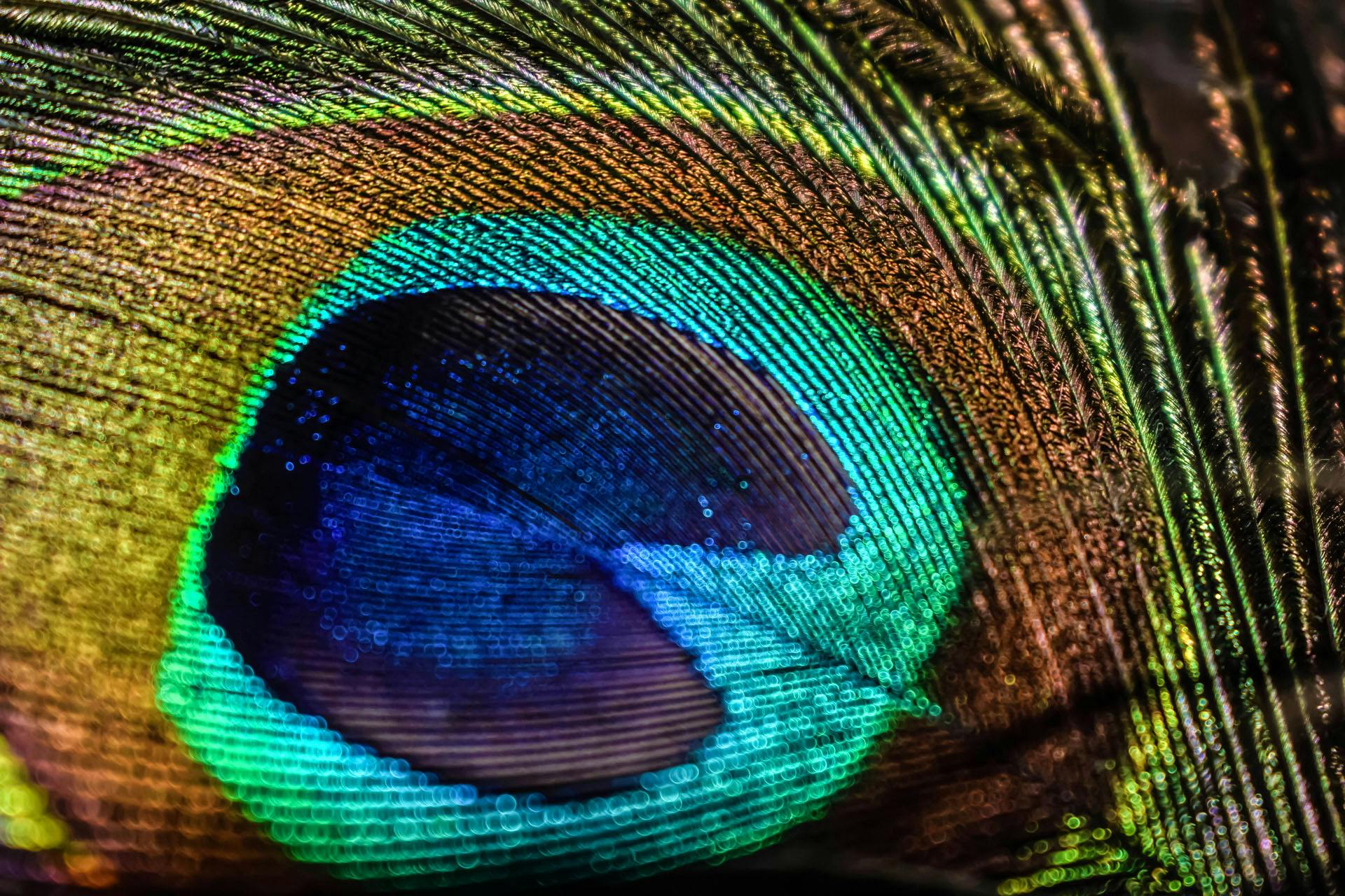 Free stock photo of attractive, beautiful, color