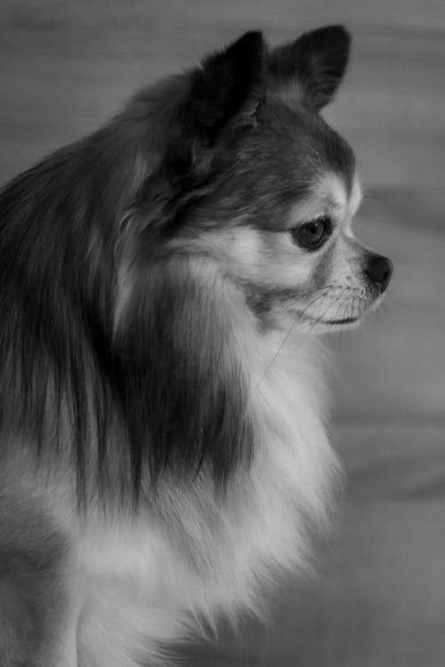 チワワ, ペットの肖像画, 愛犬の無料の写真素材