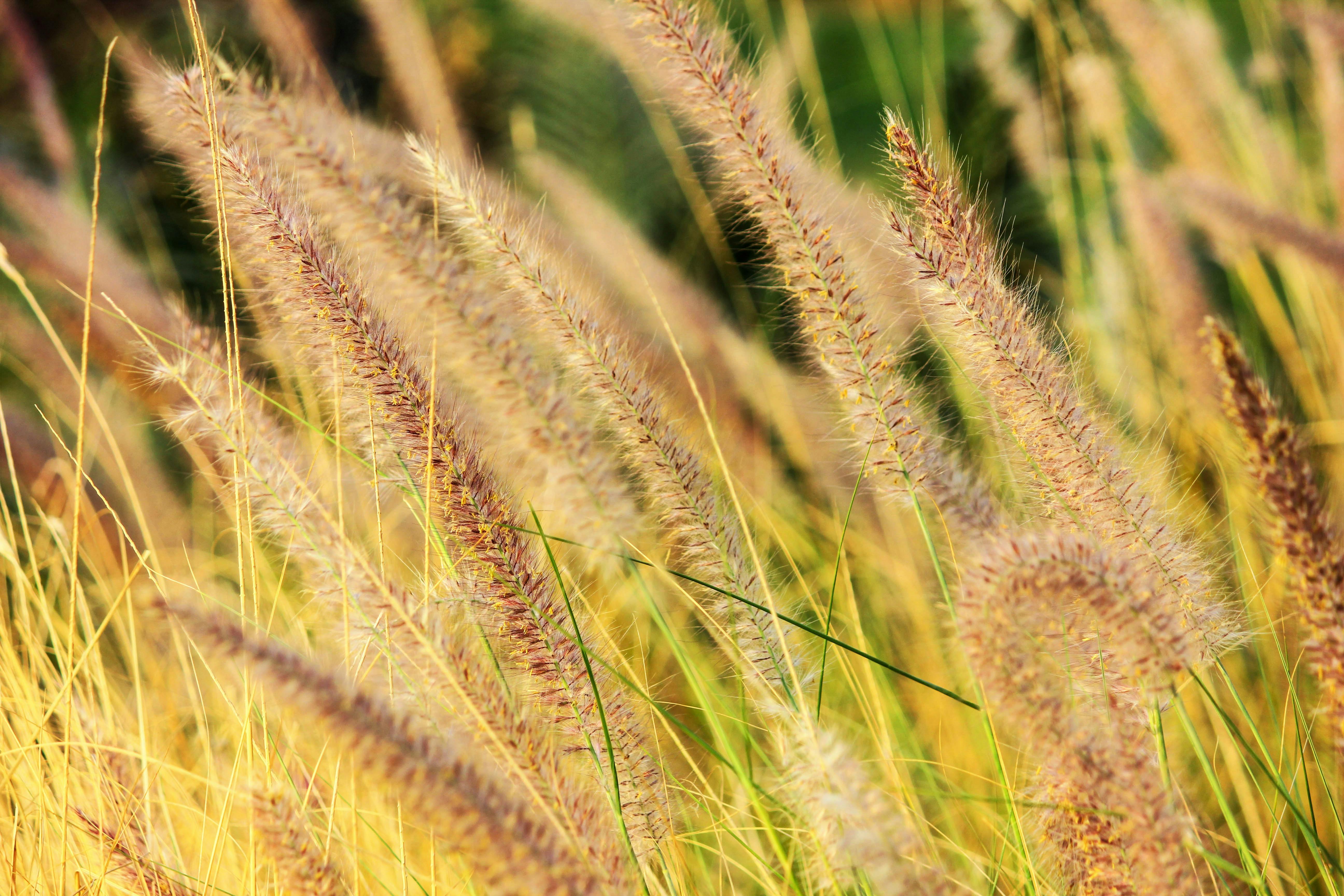 Hay Grass · Free Stock Photo