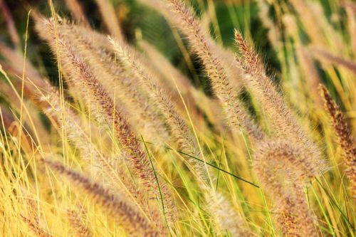Free Vibrant and detailed close-up of a wheat field basking in sunlight, showcasing rural beauty. Stock Photo
