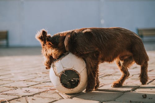 Fotobanka s bezplatnými fotkami na tému chlpatý, dog-fotografovanie, domáce zviera