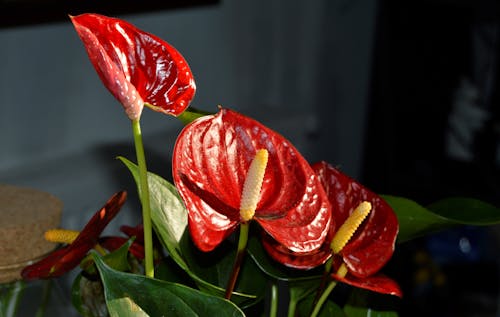 คลังภาพถ่ายฟรี ของ laceleaf, การถ่ายภาพดอกไม้, ดอกไม้สีแดง
