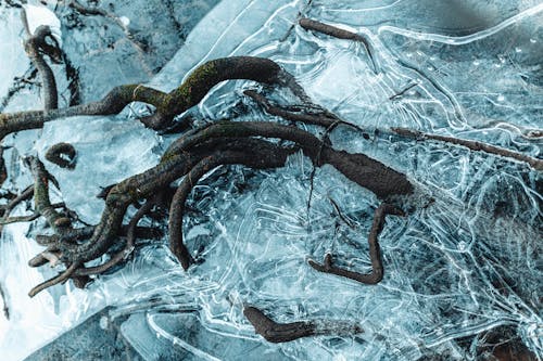 Ice frozen water with roots and cracks