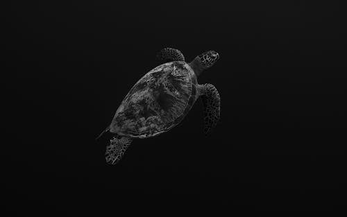 A Sea Turtle Underwater