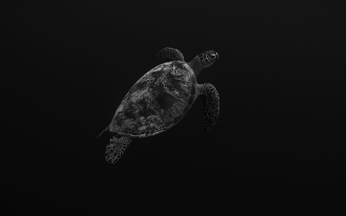 Representative sea turtle