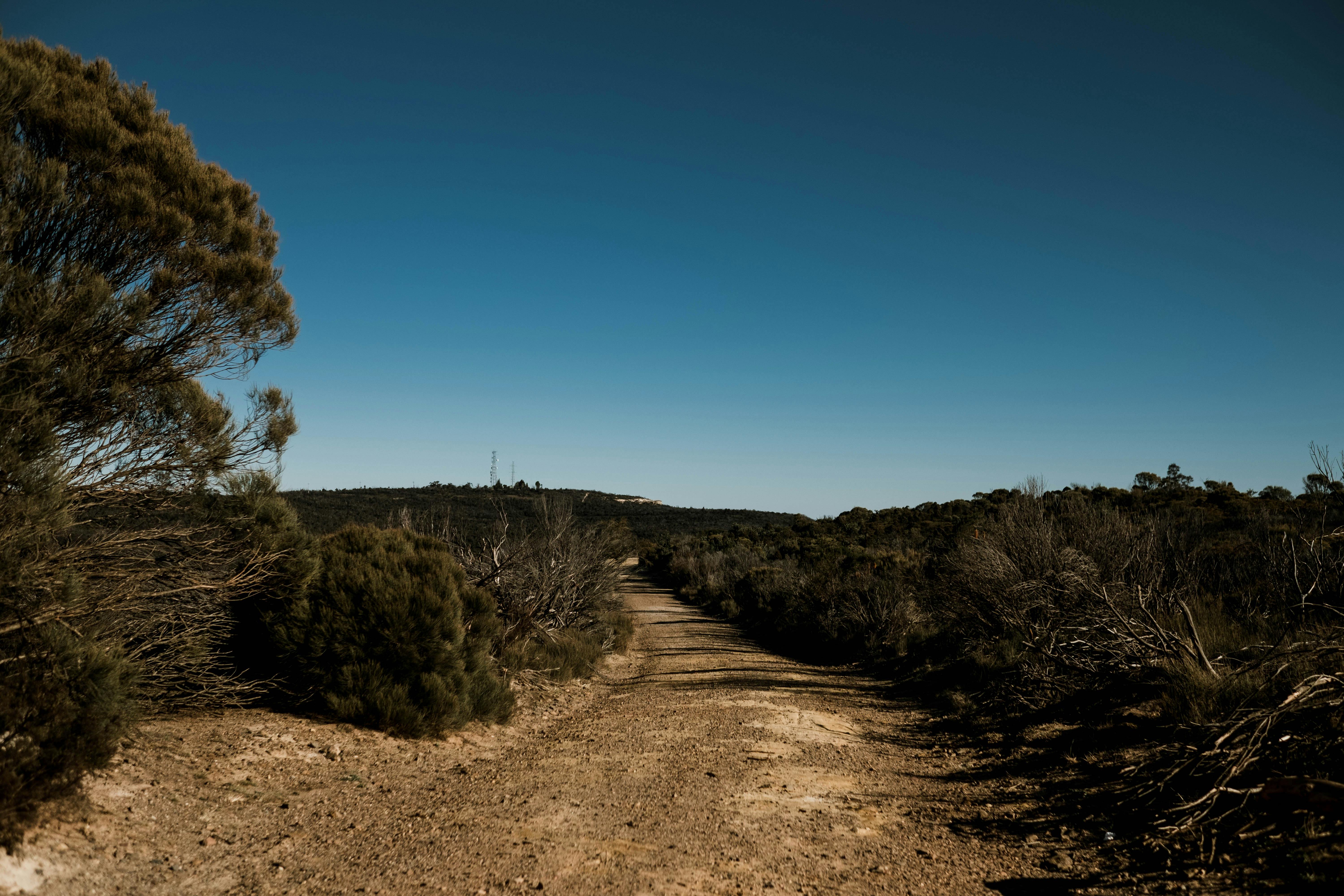 Captivating view of a dirt road amidst nature in Sydney, Australia, under a clear blue sky.