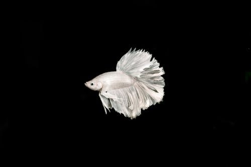 Free Silver Fish on a Black Background Stock Photo