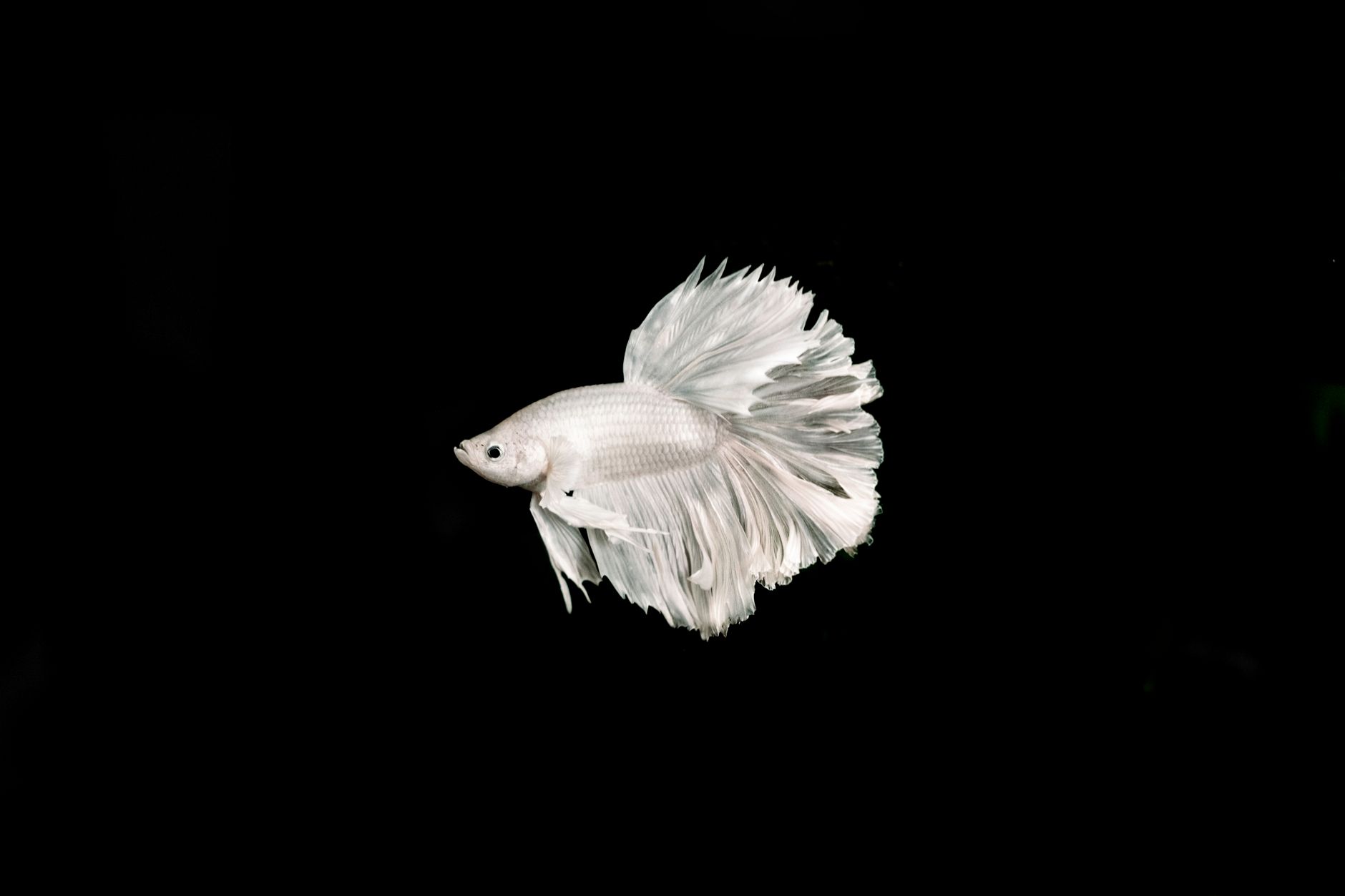 betta fish swimming in freshwater aquarium