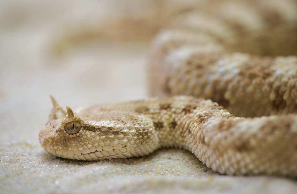 Foto d'estoc gratuïta de animal, escopinya cornuda, rèptil