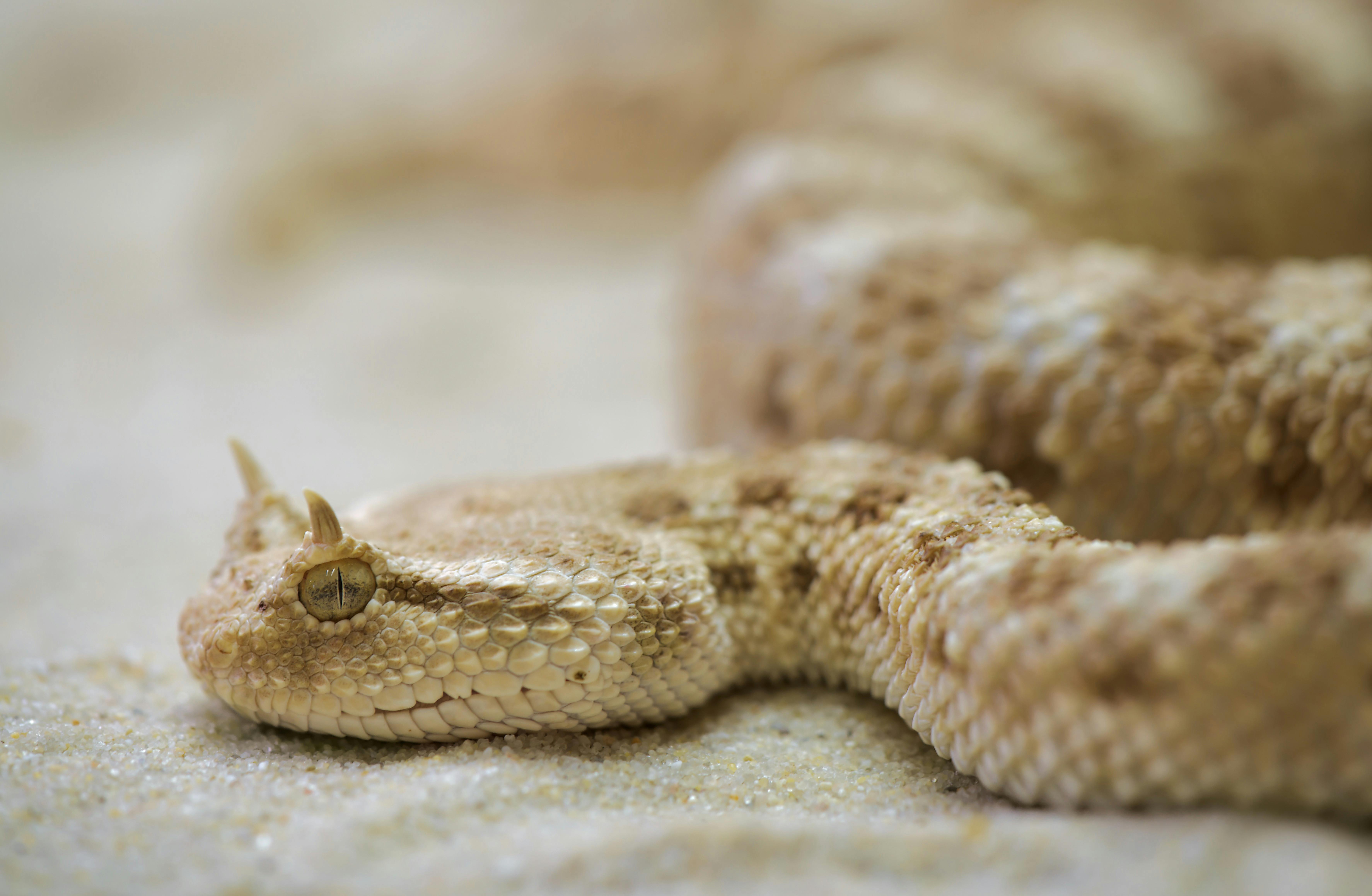 Snake Photos, Download The BEST Free Snake Stock Photos & HD Images Snake Photos, Download The BEST Free Snake Stock Photos & HD Images