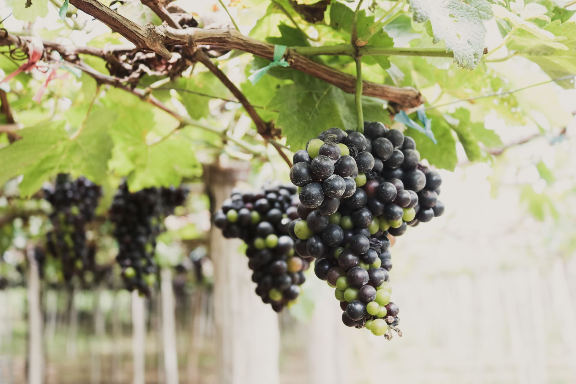 Close-up of ripe and unripe grapes hanging on a vine in Ninh Thuan Province, Vietnam.