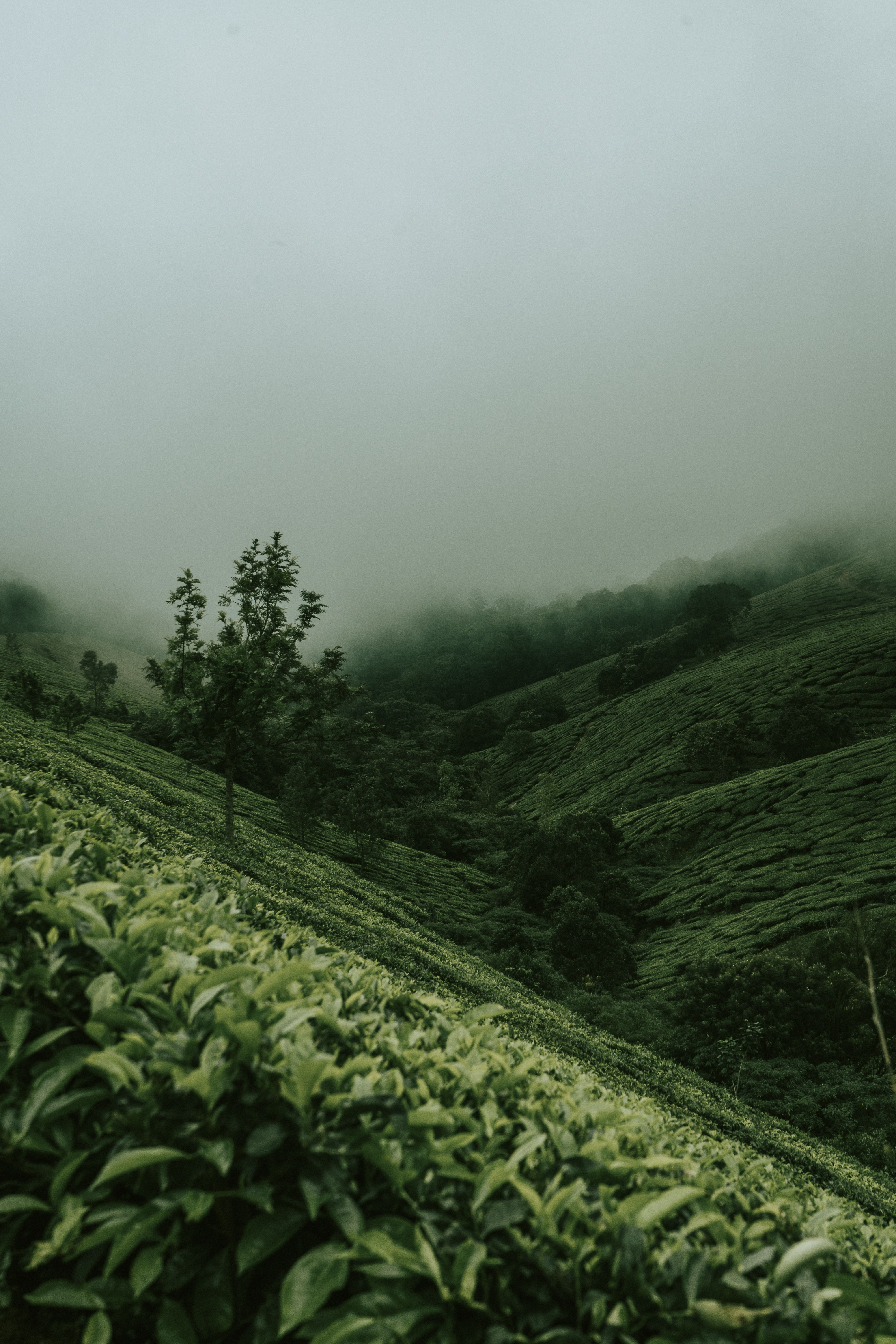 Green Mountains with Sprawling Fog · Free Stock Photo