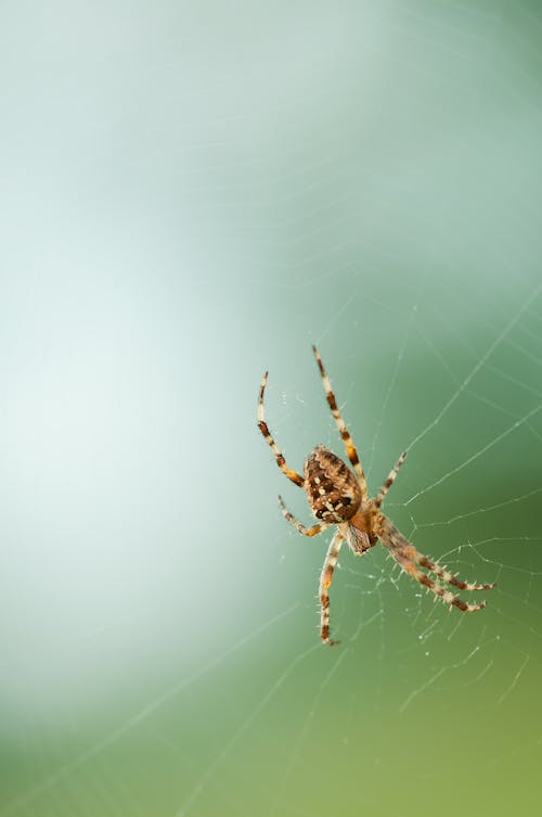 Gratis lagerfoto af edderkop, edderkoppespind, leddyr Lagerfoto
