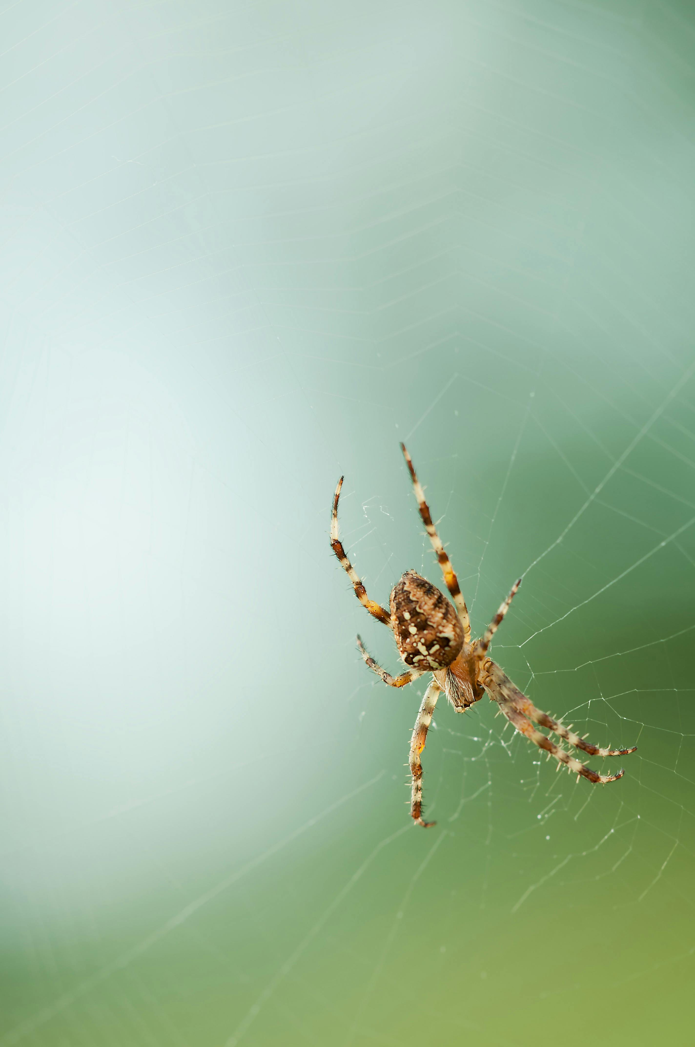 Kostenloses Foto zum Thema: insekt, netz, spinne