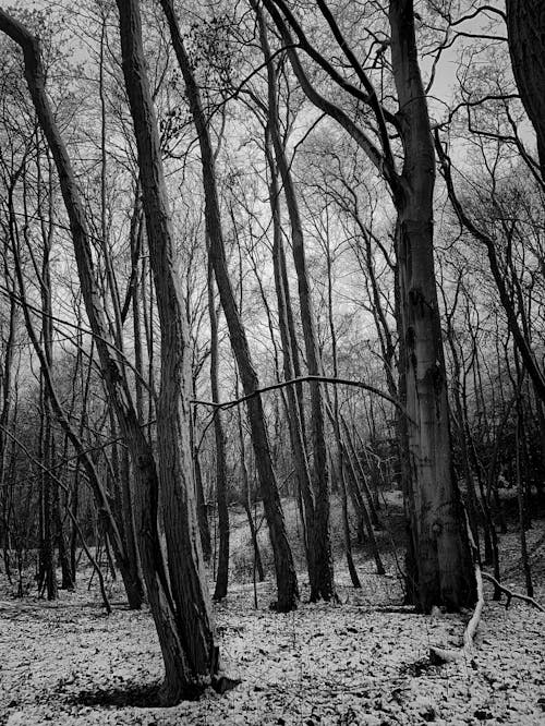 grátis Foto profissional grátis de árvores, escala de cinza, galhos de árvore Foto profissional