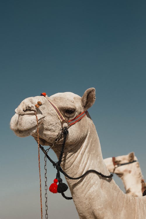 Foto profissional grátis de animal, fotografia animal, mamífero