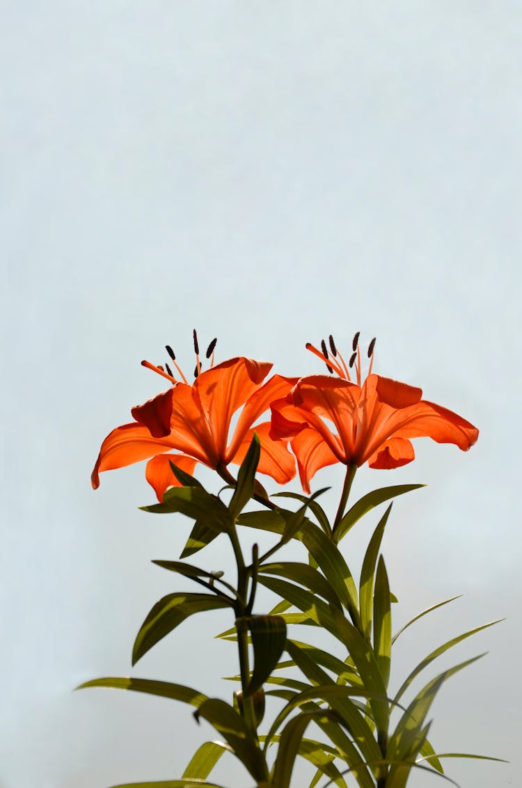 Red Lilies With Green Leaves