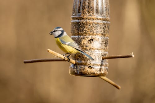 A Bird Perched on a Wood Stick