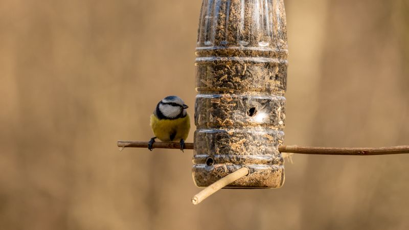 Blaumeise sitzt auf der Holzstange eines selbstgebauten Futterspenders aus einer Plastikflasche