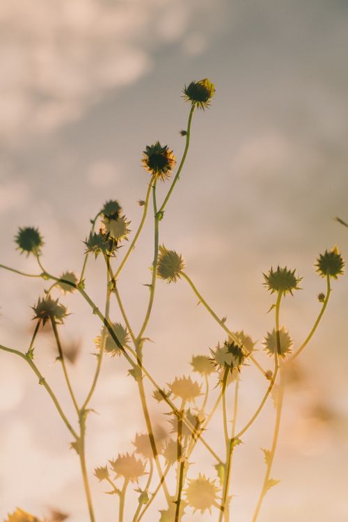 Free Wildflower stems silhouetted against the warm glow of a sunset, capturing nature's tranquil beauty. Stock Photo