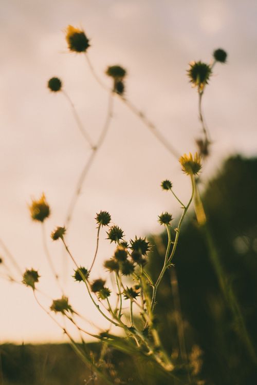 Free Softly blurred wildflowers against a sunset sky create a dreamy natural scene. Stock Photo