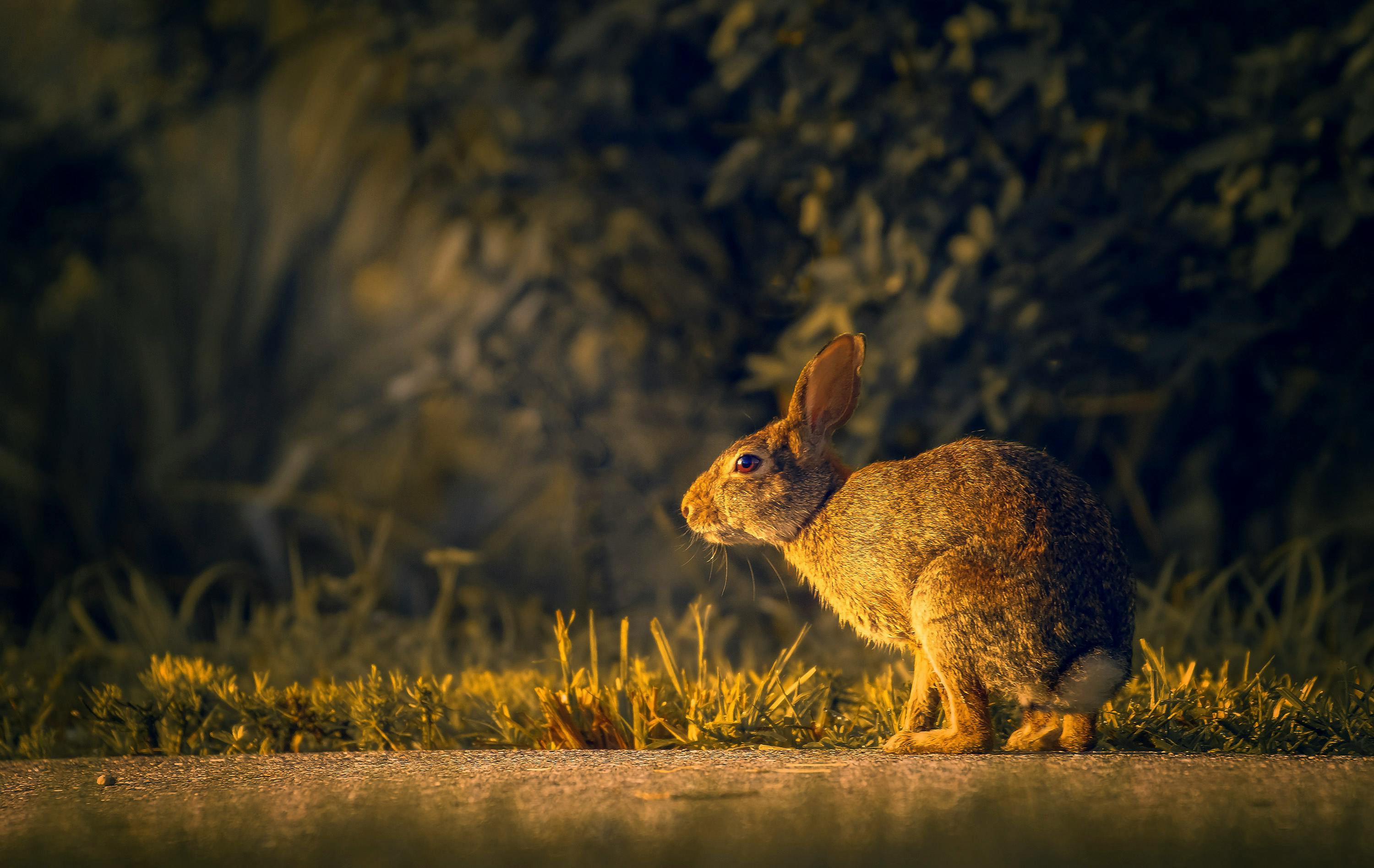 a close up shot of a rabbit