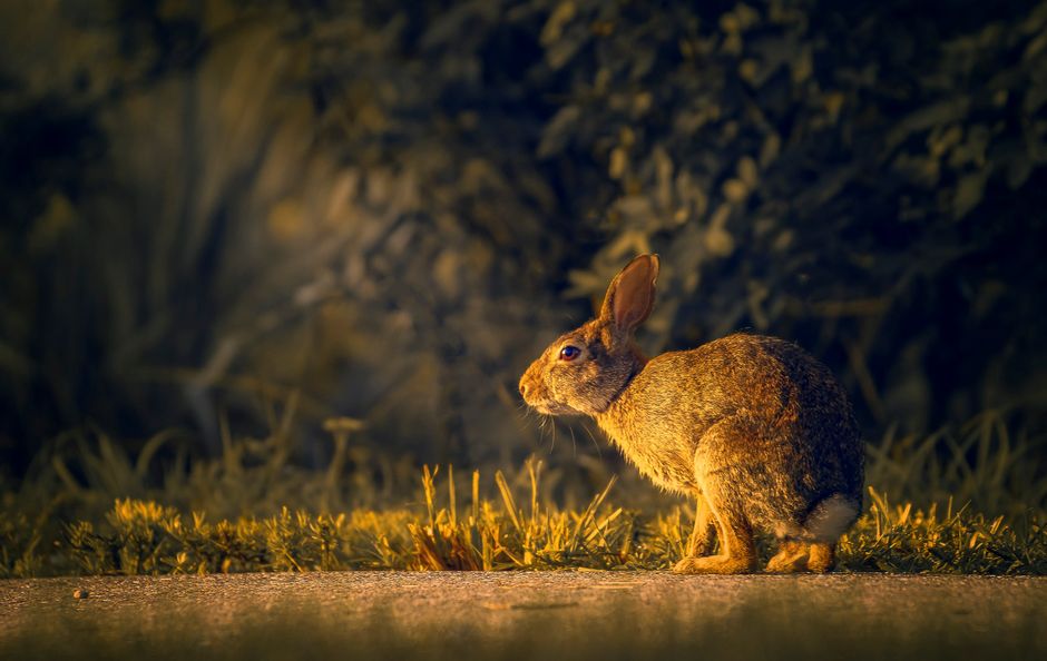 Captivating side view of a rabbit in a natural setting during golden hour with warm, vivid tones.