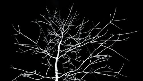 Безкоштовне стокове фото на тему «гілки, дерево, моторошний»
