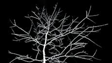 光秃秃的树枝在黑暗的夜空中勾勒出怪异的轮廓