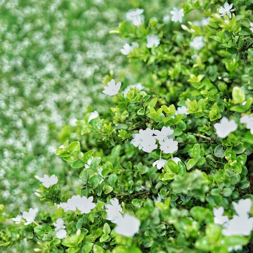 Kostnadsfri bild av arabisk jasmin, blommor, doftande