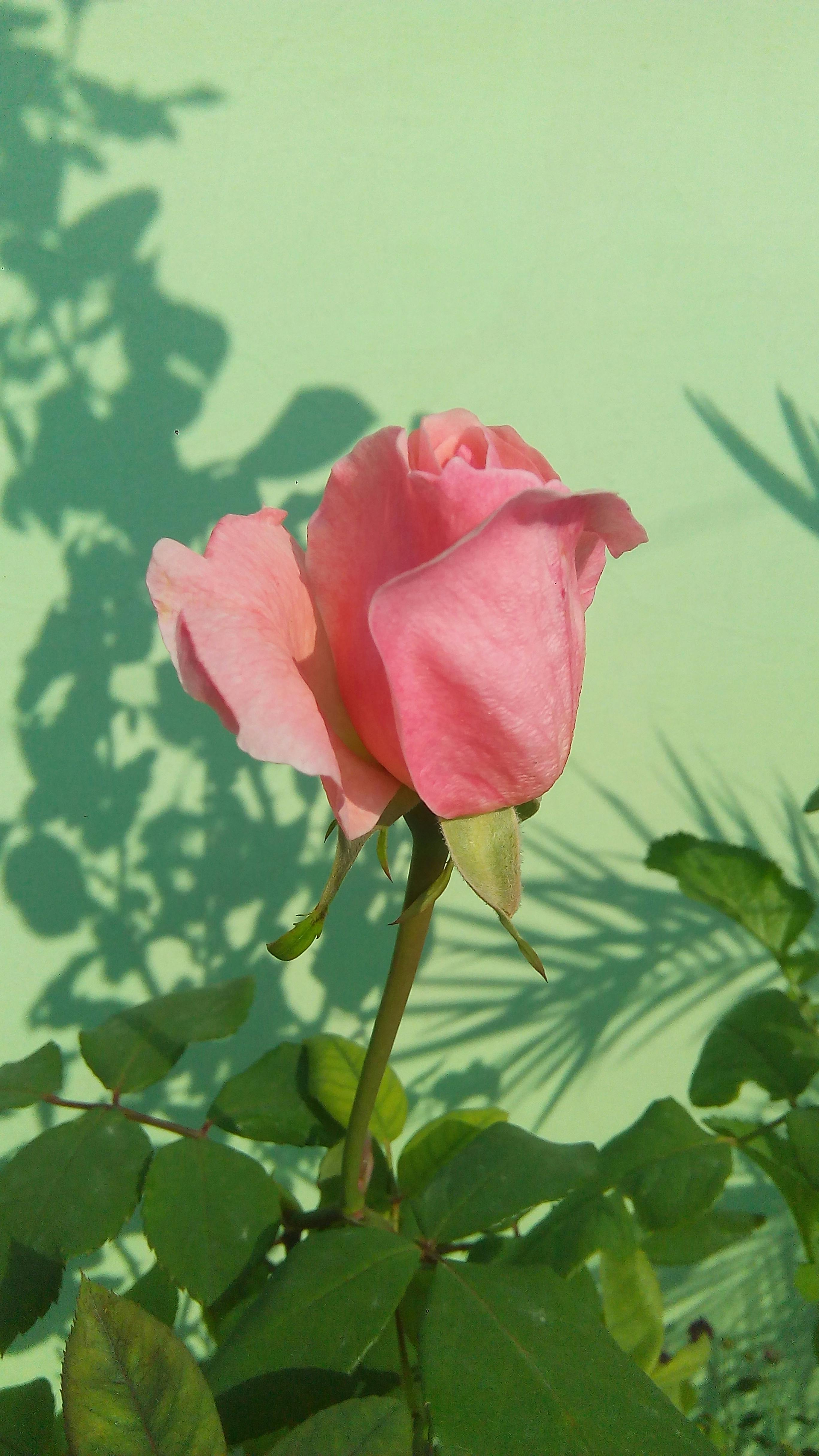 Beautiful close-up of a pink rose blooming under the sunlight, showcasing its delicate petals.