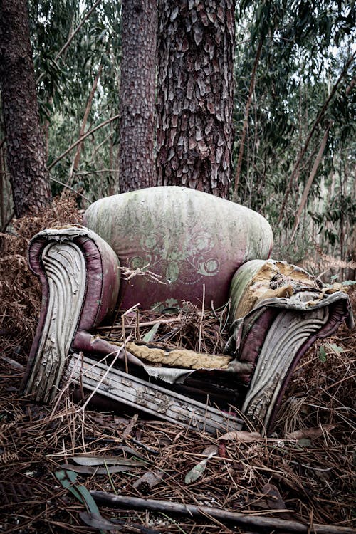 Fotobanka s bezplatnými fotkami na tému gauč, kmene stromov, opustený