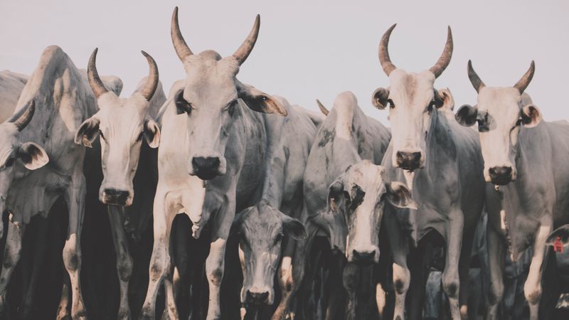 Frente Fria Traz Chuvas Fortes: Impacto no Agro Sul e Sudeste