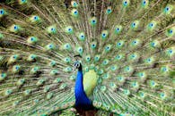 孔雀在户外展示着色彩缤纷的羽毛，图案生动，惊艳夺目