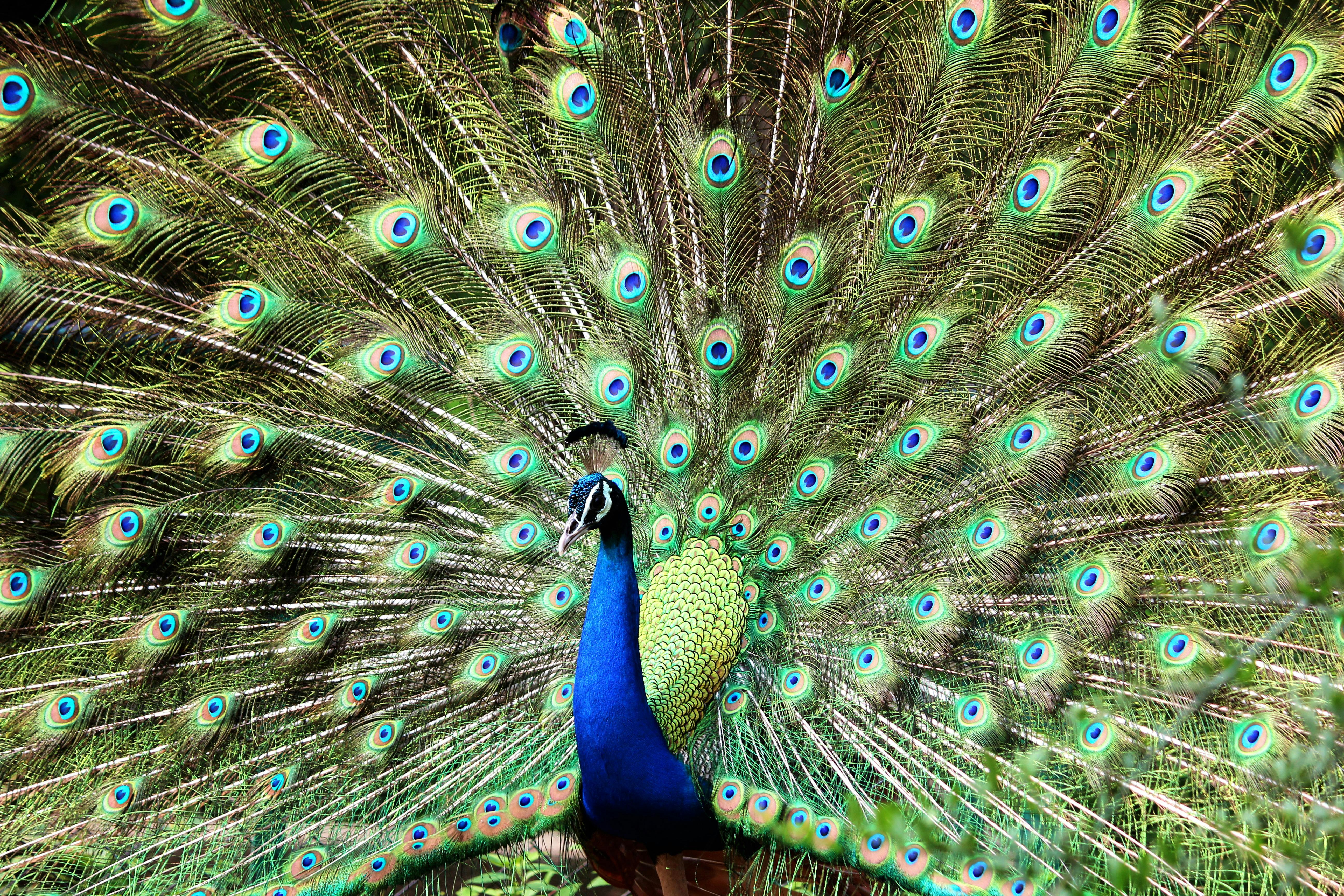 青と緑の孔雀 無料の写真素材