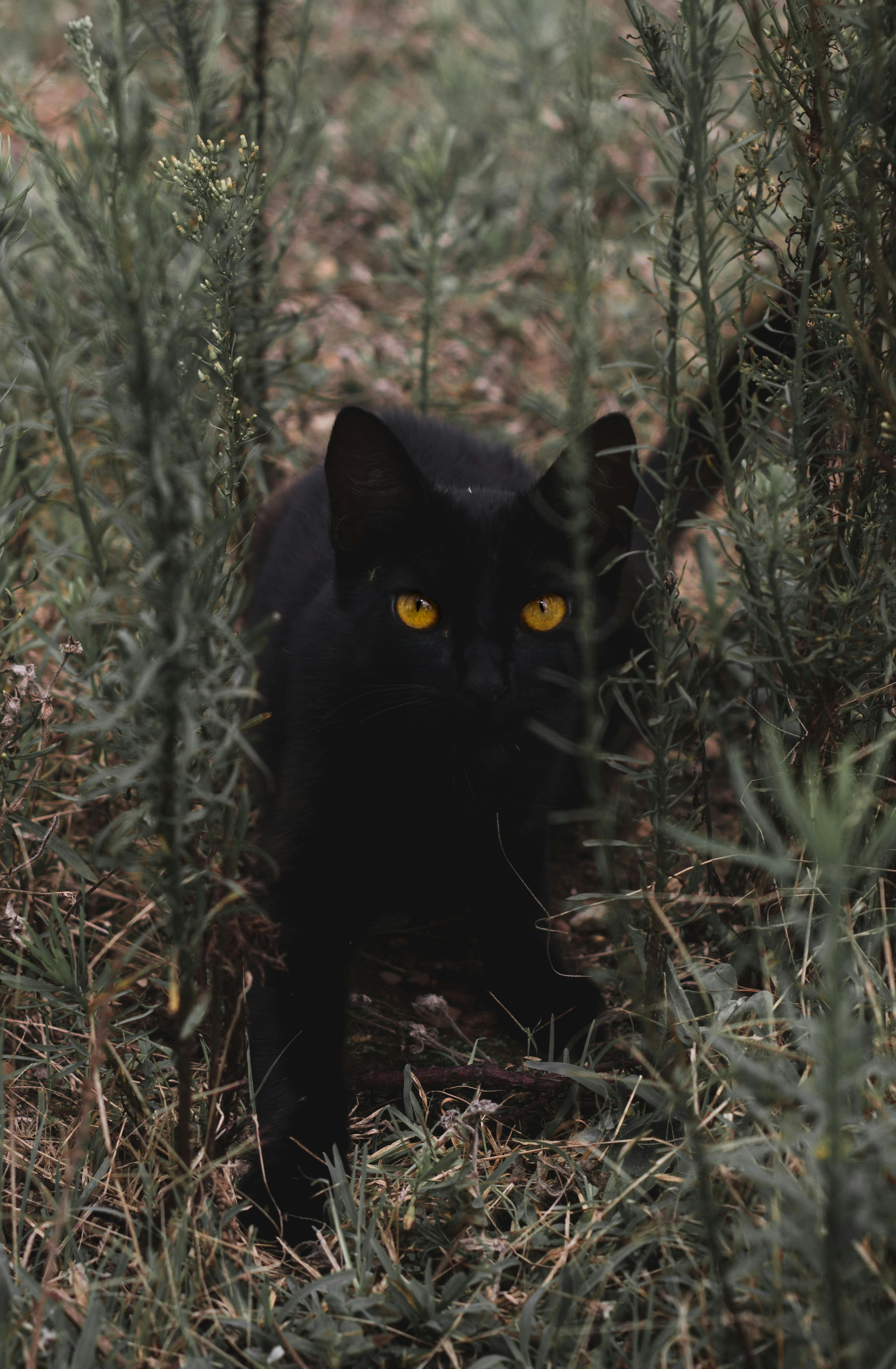 Close-up of a black cat with striking yellow eyes hidden among tall grass.