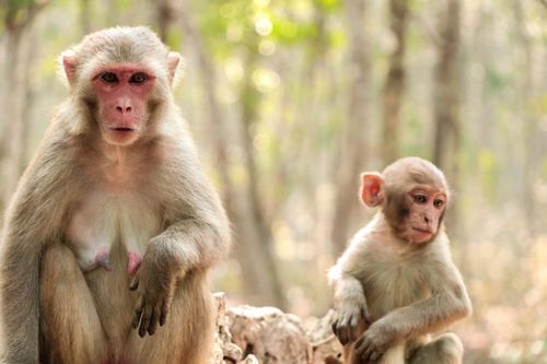 Free Close-up of a rhesus macaque mother and baby in Sylhet forest, Bangladesh. Stock Photo