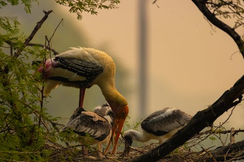 Close Up Shot of Birds in the Forest