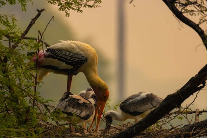 A painted stork tending chicks on a tree branch — photo by Still Pixels on Pexels