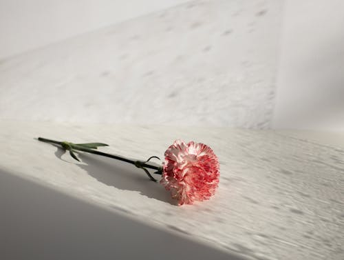 Fragrant delicate carnation on white table