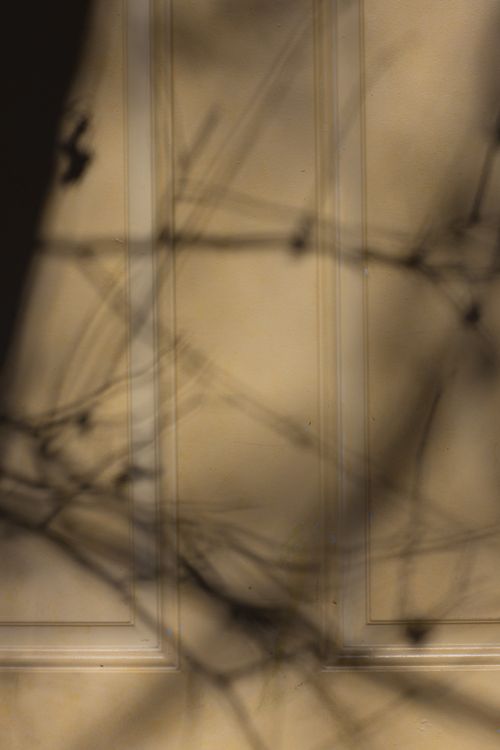 Free Shadow of thin delicate curvy branches of leafless on simple wooden door on sunny day Stock Photo