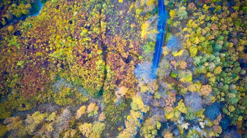 Aerial View of Colorful Trees During Autumn Season