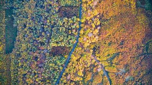 Aerial View of Colorful Trees During Autumn Season
